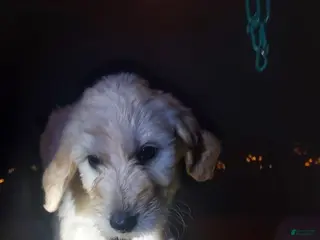 Goldendoodle dogs Goldendoodle Puppy 5 - Ad 16