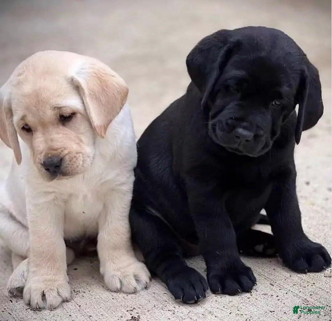 Labrador Retriever dogs Labrador Retriever 3 - Ad 25