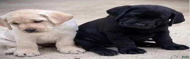 Labrador Retriever 3