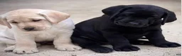 Labrador Retriever dogs for sale: Labrador Retriever 3 - Ad 1