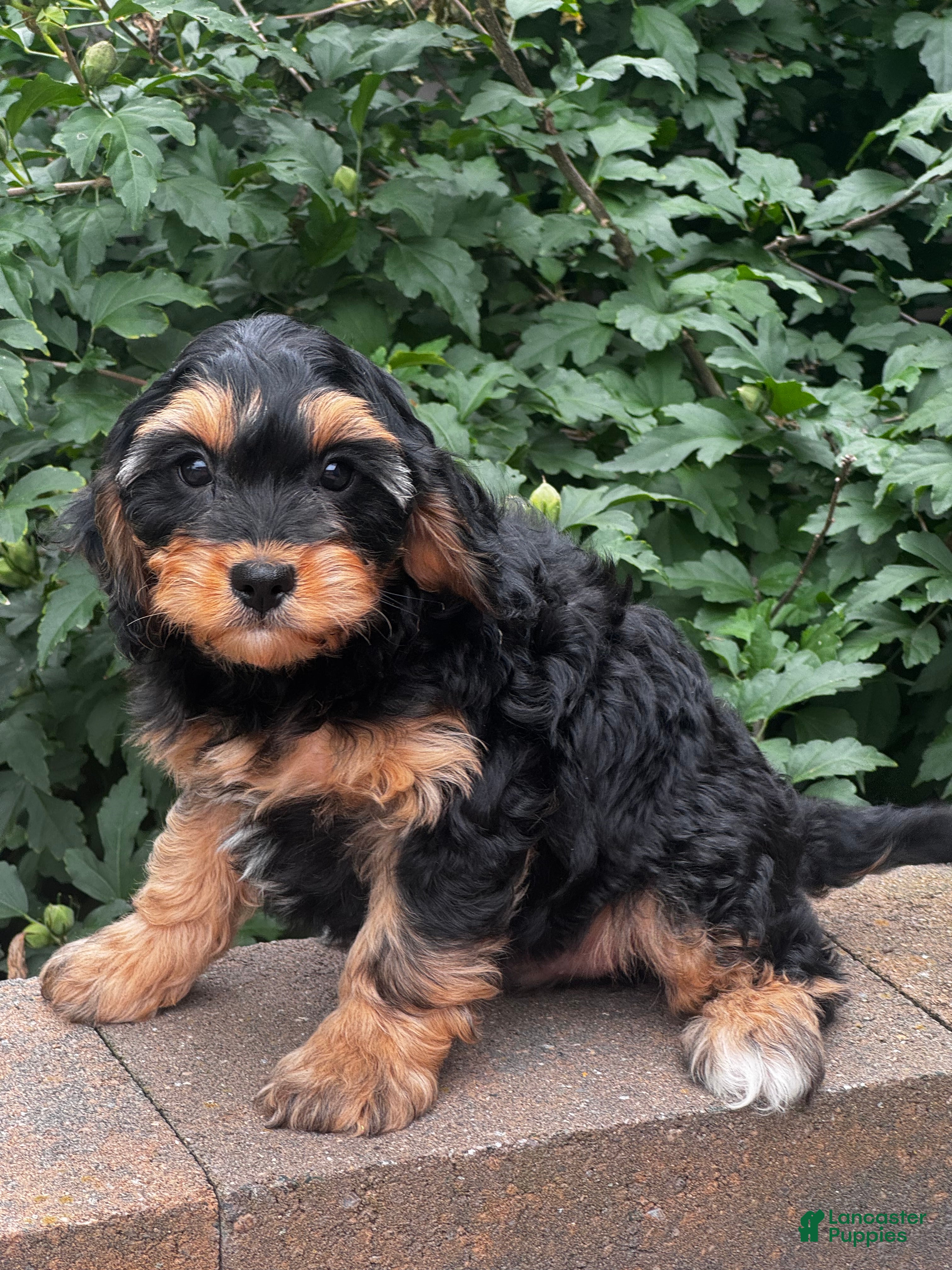 Cavapoo dogs Urie - Ad 38