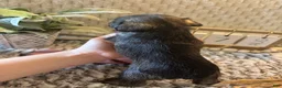 Miniature Schnauzer dogs for sale: Miniature Schnauzer 4 - Ad 13