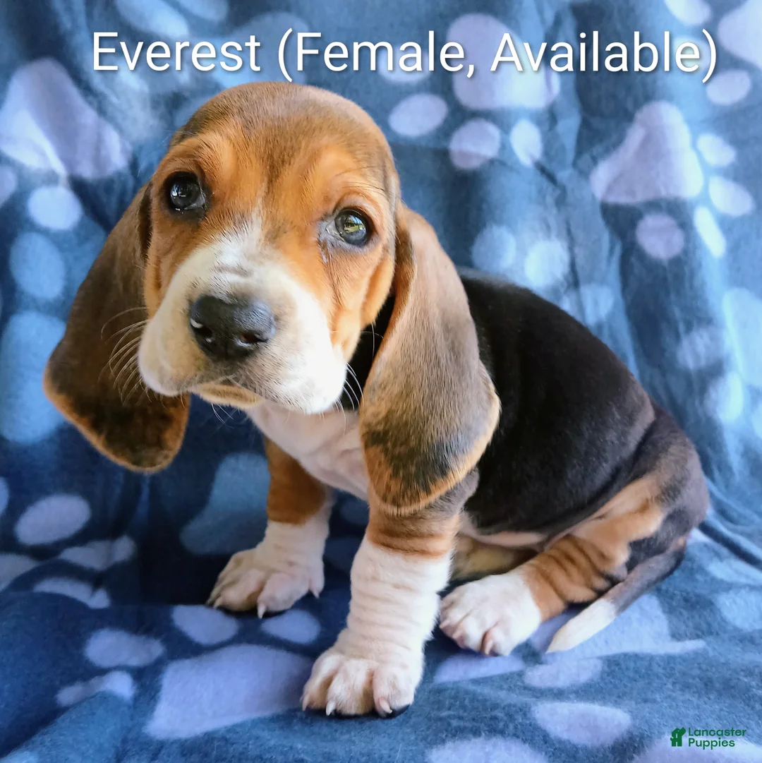 Basset Hound dogs for sale: Everest  - Ad 1