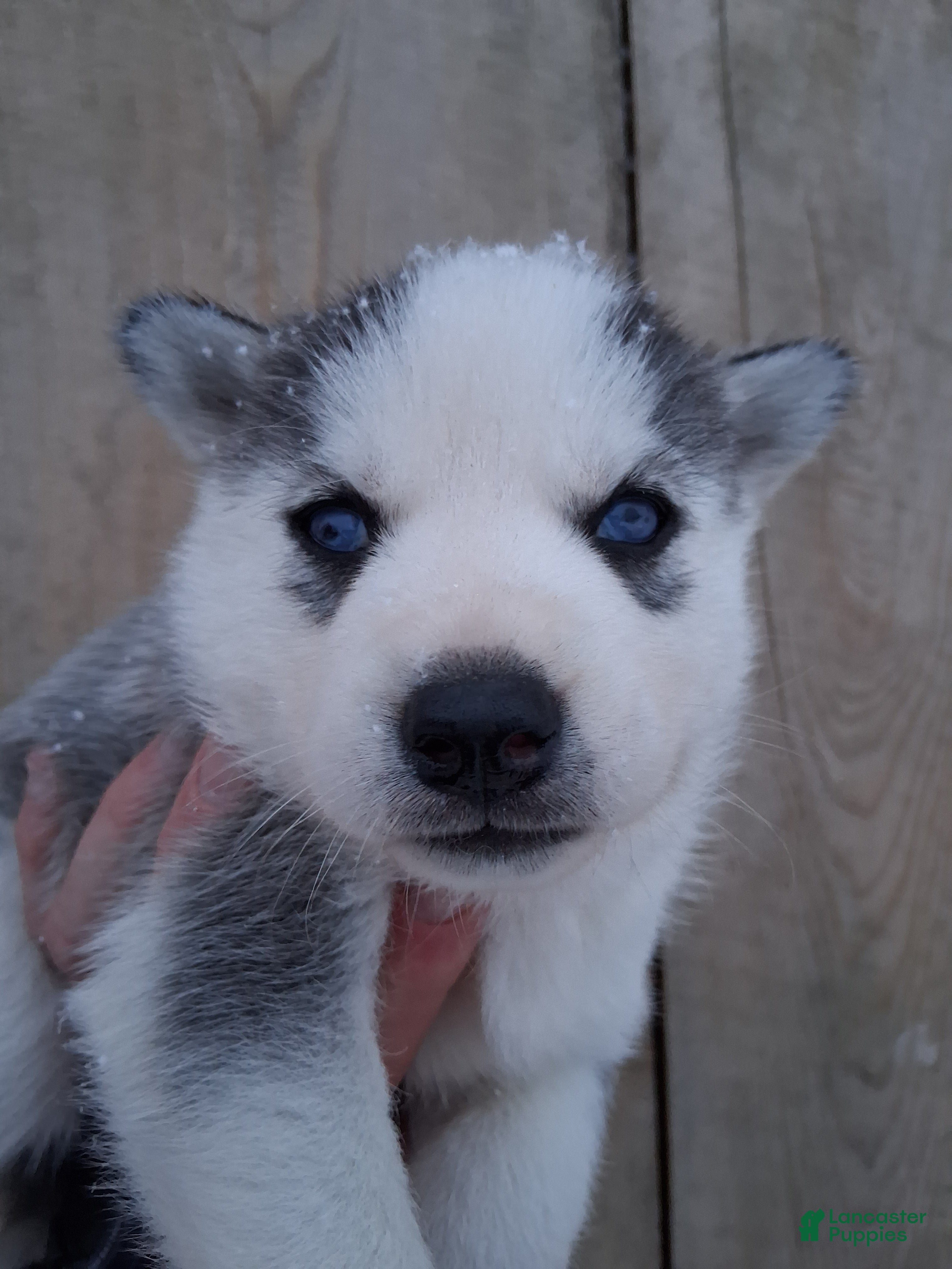 Siberian Husky dogs Scarlett - Ad 31