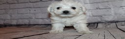Morkie dogs for sale: Jack frost - Ad 7