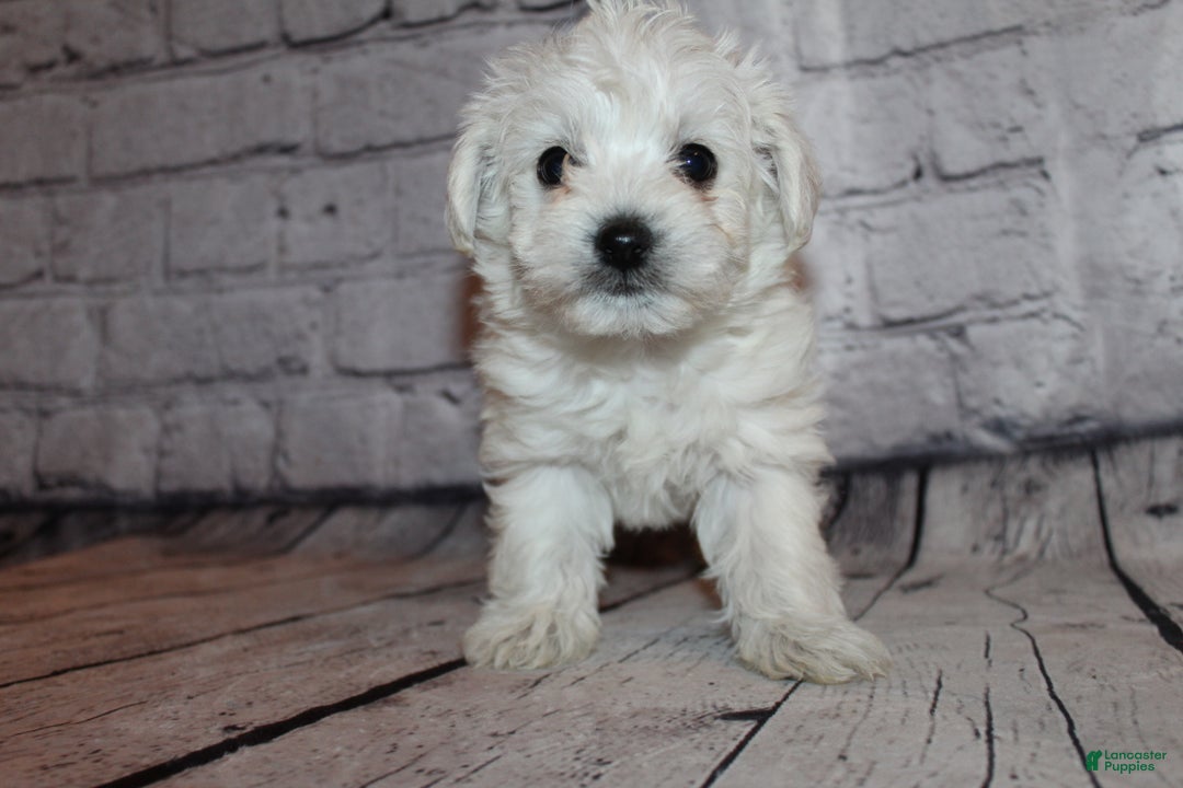 Morkie dogs for sale: Jack frost - Ad 7