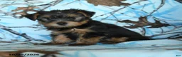 Yorkshire Terrier dogs for sale: Greg - Ad 3