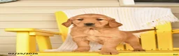 Golden Retriever dogs for sale: Pepper  - Ad 1