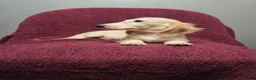 Miniature Dachshund dogs for sale: Sophie - Ad 5