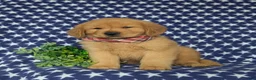 Golden Retriever dogs for sale: Roper - Ad 3