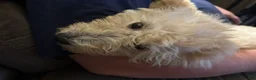 Goldendoodle dogs for sale: Honey - Ad 6
