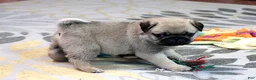 Pug dogs for sale: Astro - Ad 4