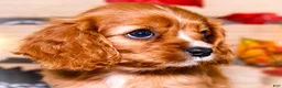 Cavalier King Charles Spaniel dogs for sale: Jojo - Ad 2