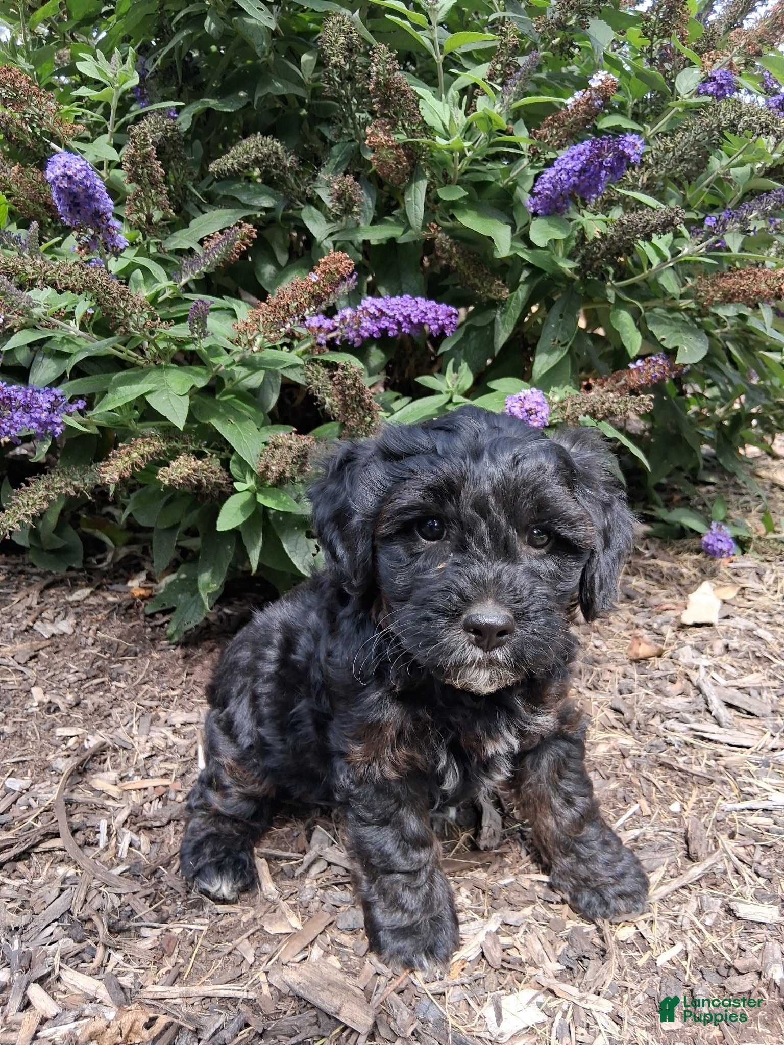 Yorkiepoo dogs Shadow - Ad 2