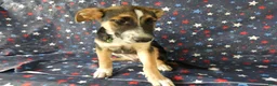 Sheprador dogs for sale: Golden Shepherd 1 Susie - Ad 4
