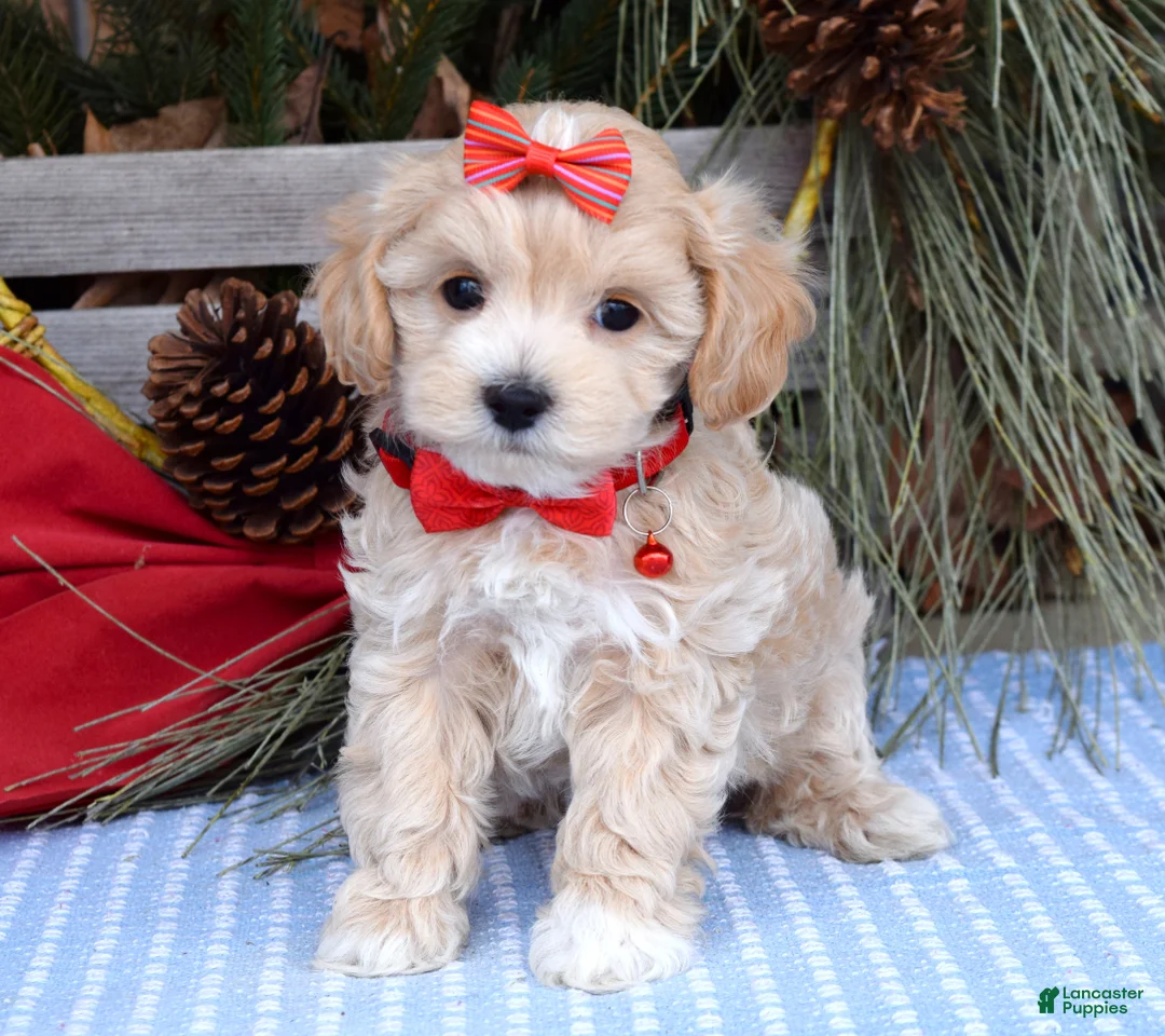 Maltipoo dogs for sale: Missy - Ad 11