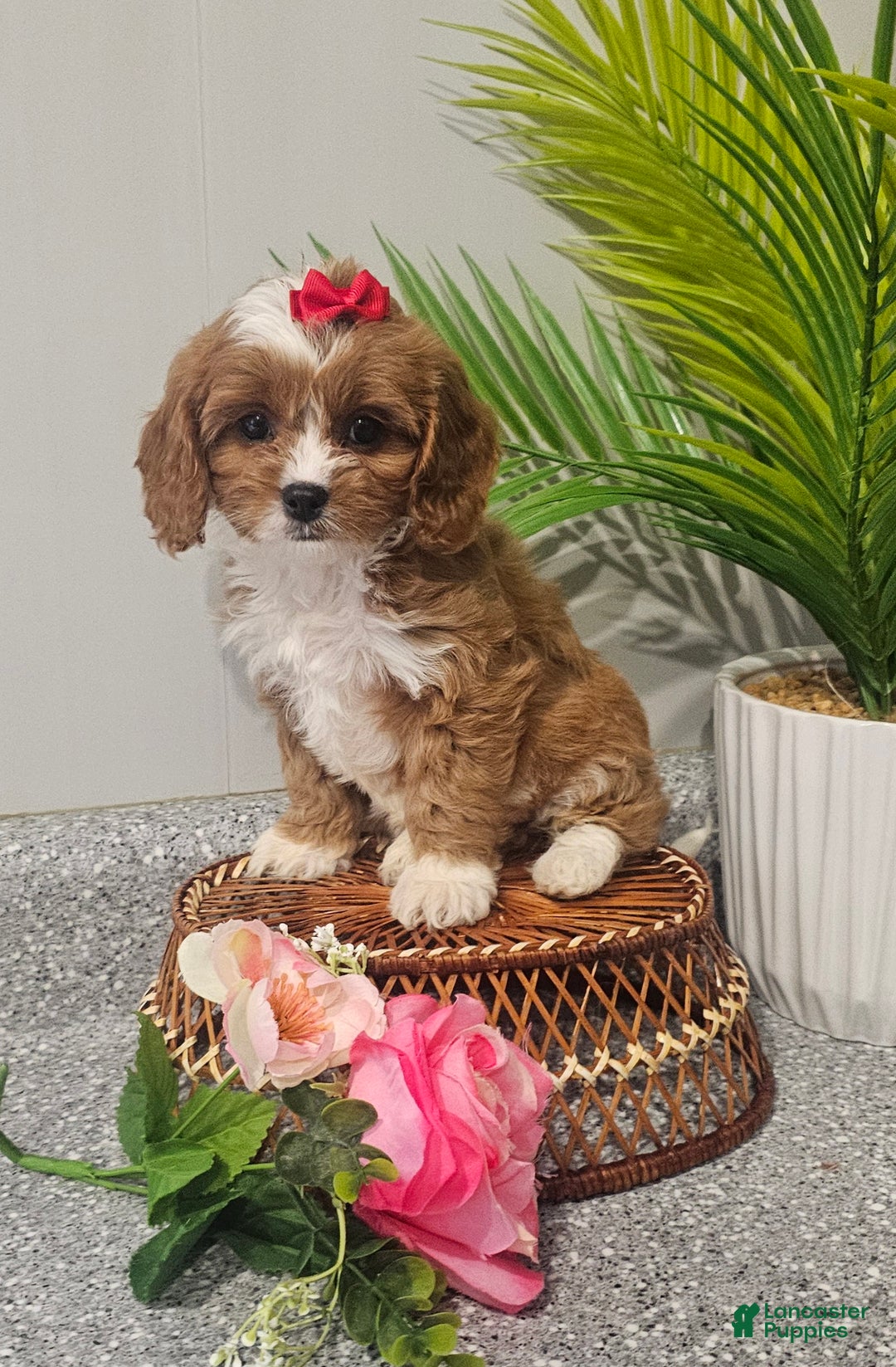 Cavapoo dogs for sale: Lil Shiloh  - Ad 4