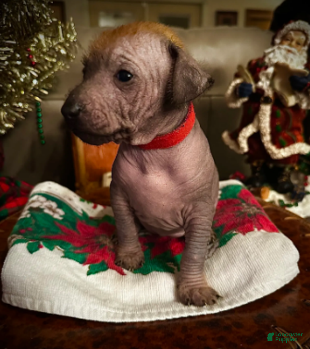 Xoloitzcuintle dogs for sale: Dot - Ad 5