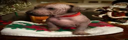 Xoloitzcuintle dogs for sale: Dot - Ad 5