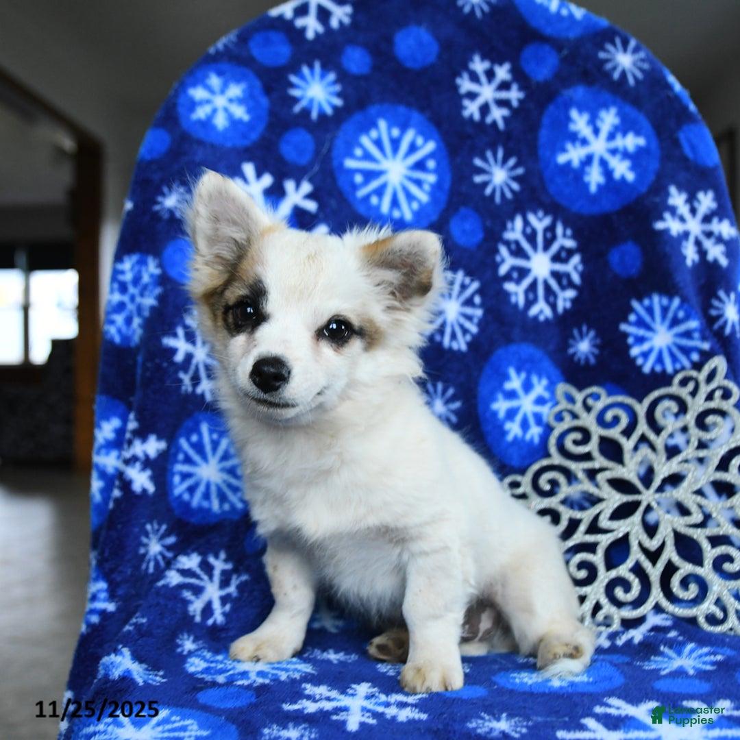 Chihuahua dogs for sale: Comet - Ad 3