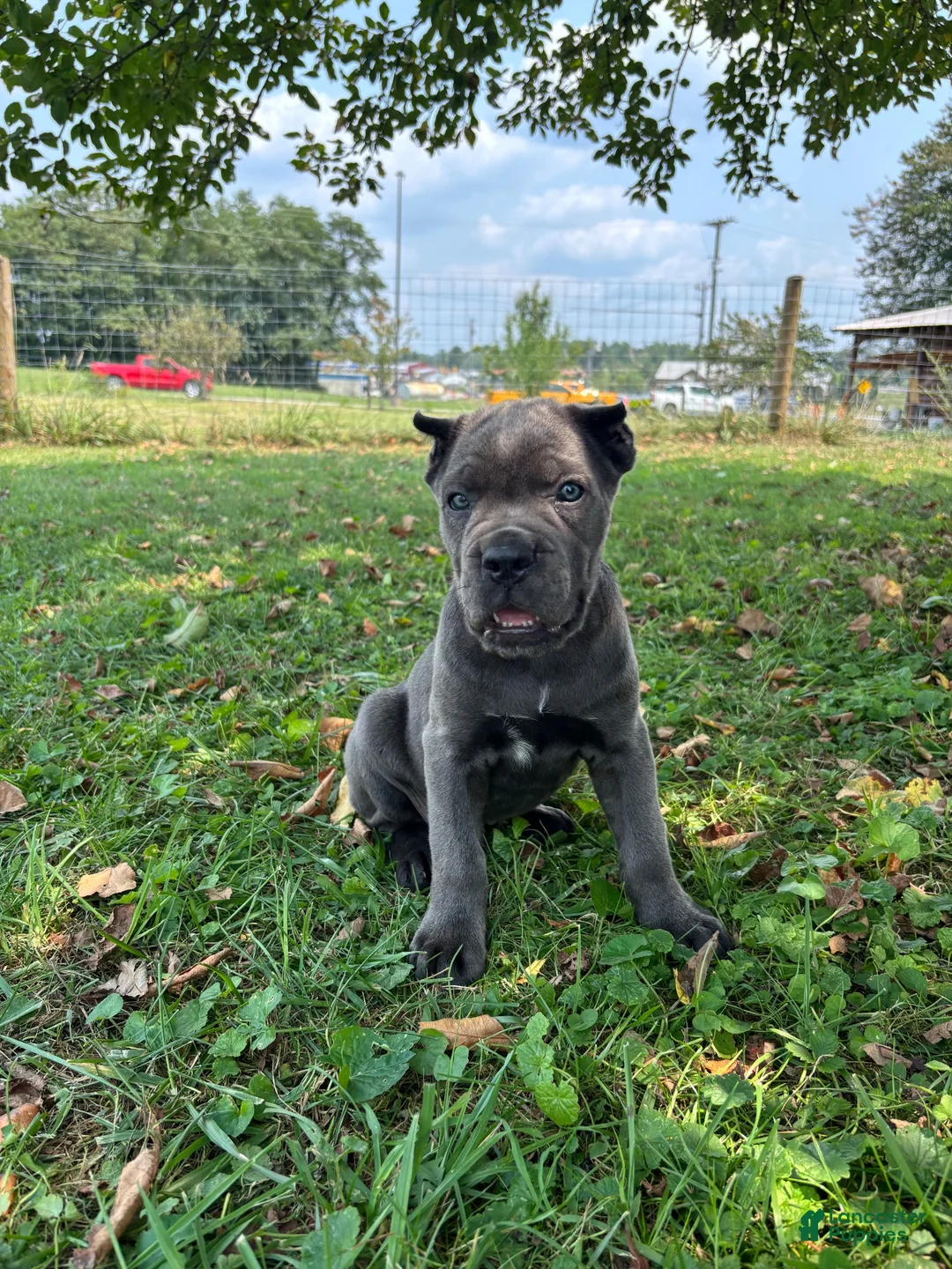 Cane Corso dogs for sale: Ranger - Ad 1