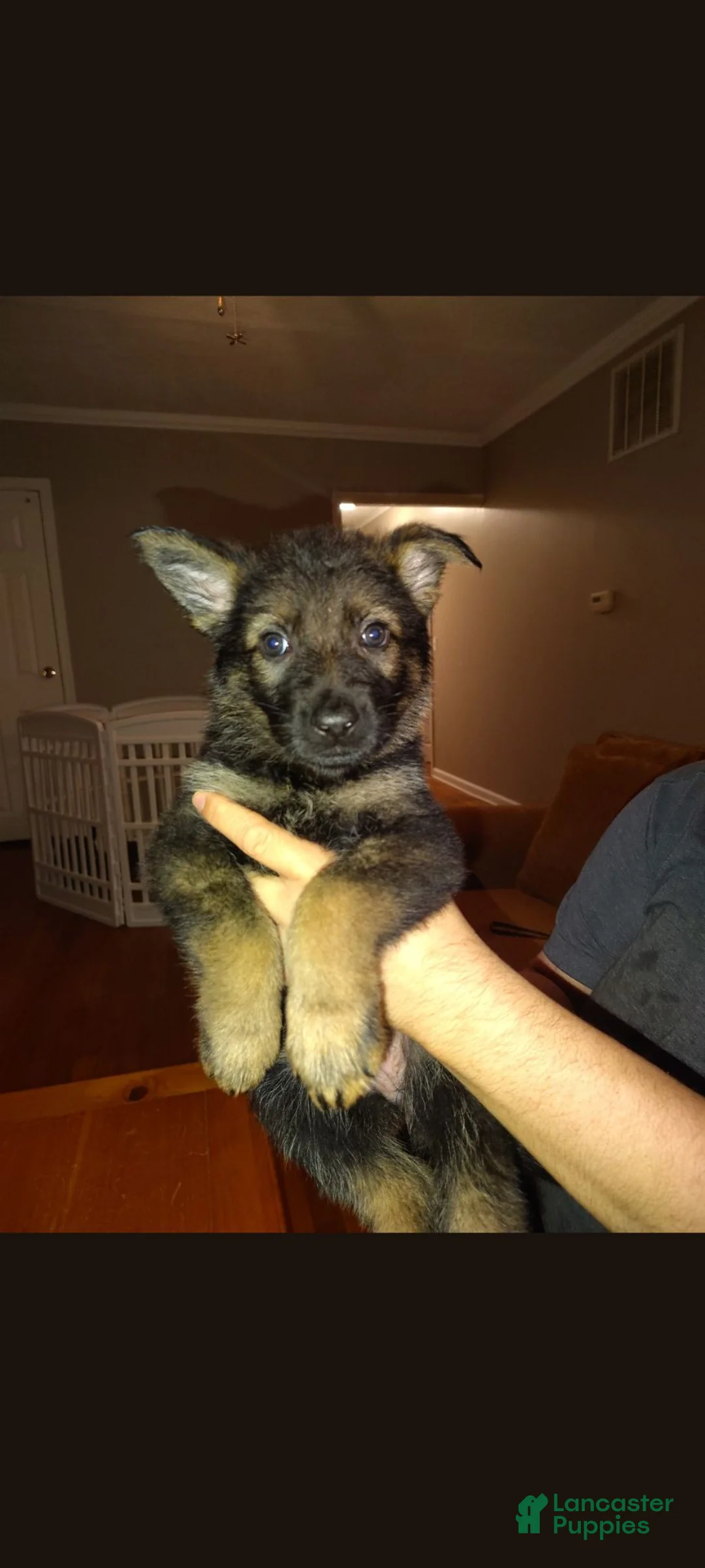 German Shepherd dogs for sale: Riot - Ad 2