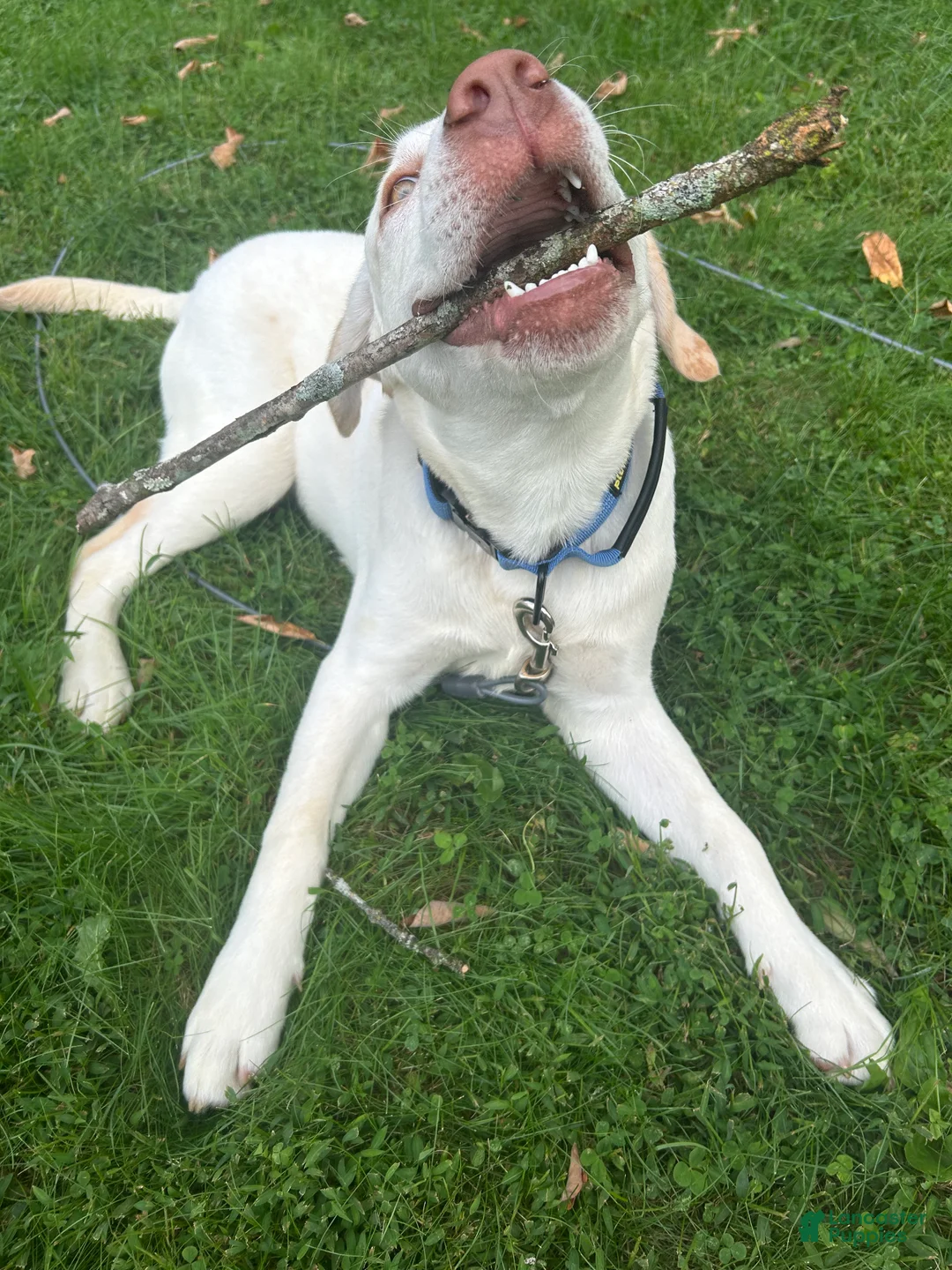 Labrador Retriever dogs for sale: Bear - Ad 7