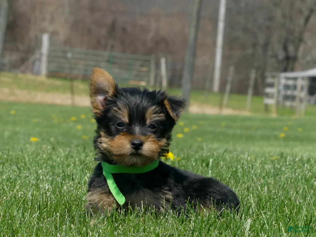 Yorkshire Terrier dogs for sale: Mochi - Ad 8