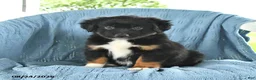 Miniature Australian Shepherd dogs for sale: Licorice  - Ad 4