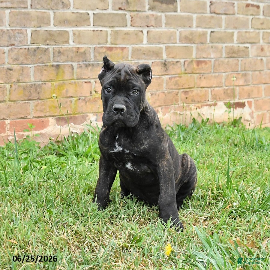 Cane Corso dogs Dreamer - Ad 1