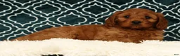 Cavapoo dogs for sale: Bruce - Ad 3