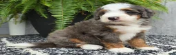 Mini Bernedoodle dogs for sale: Mini Remi - Ad 5