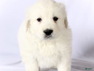 Golden Retriever dogs Sparky - Ad 34