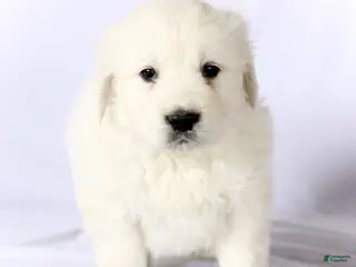 Golden Retriever dogs Sparky - Ad 24