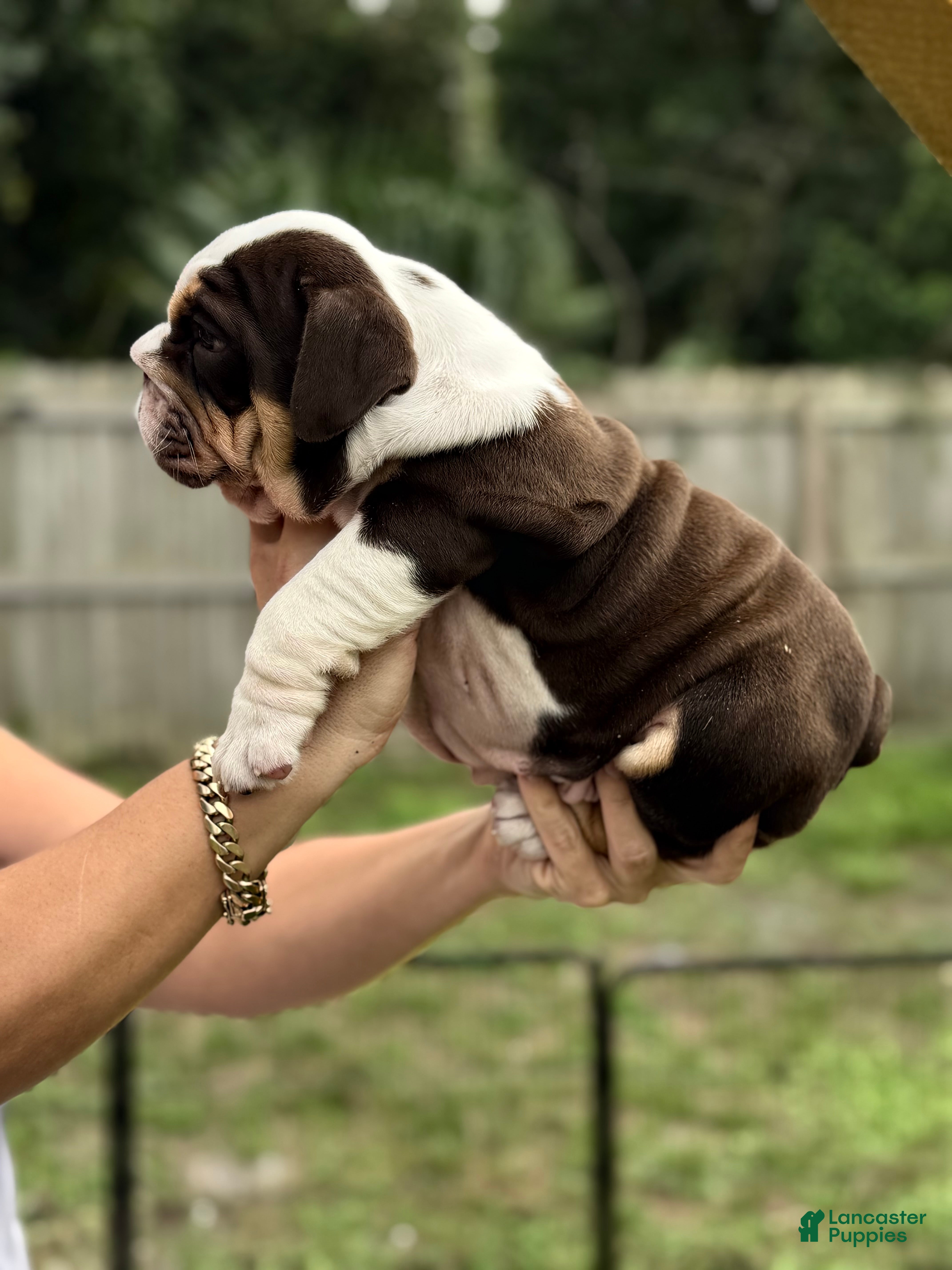 English Bulldog dogs Miss Mystique - Ad 2