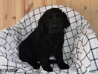 Mixed Breed dogs Cassie - Ad 29