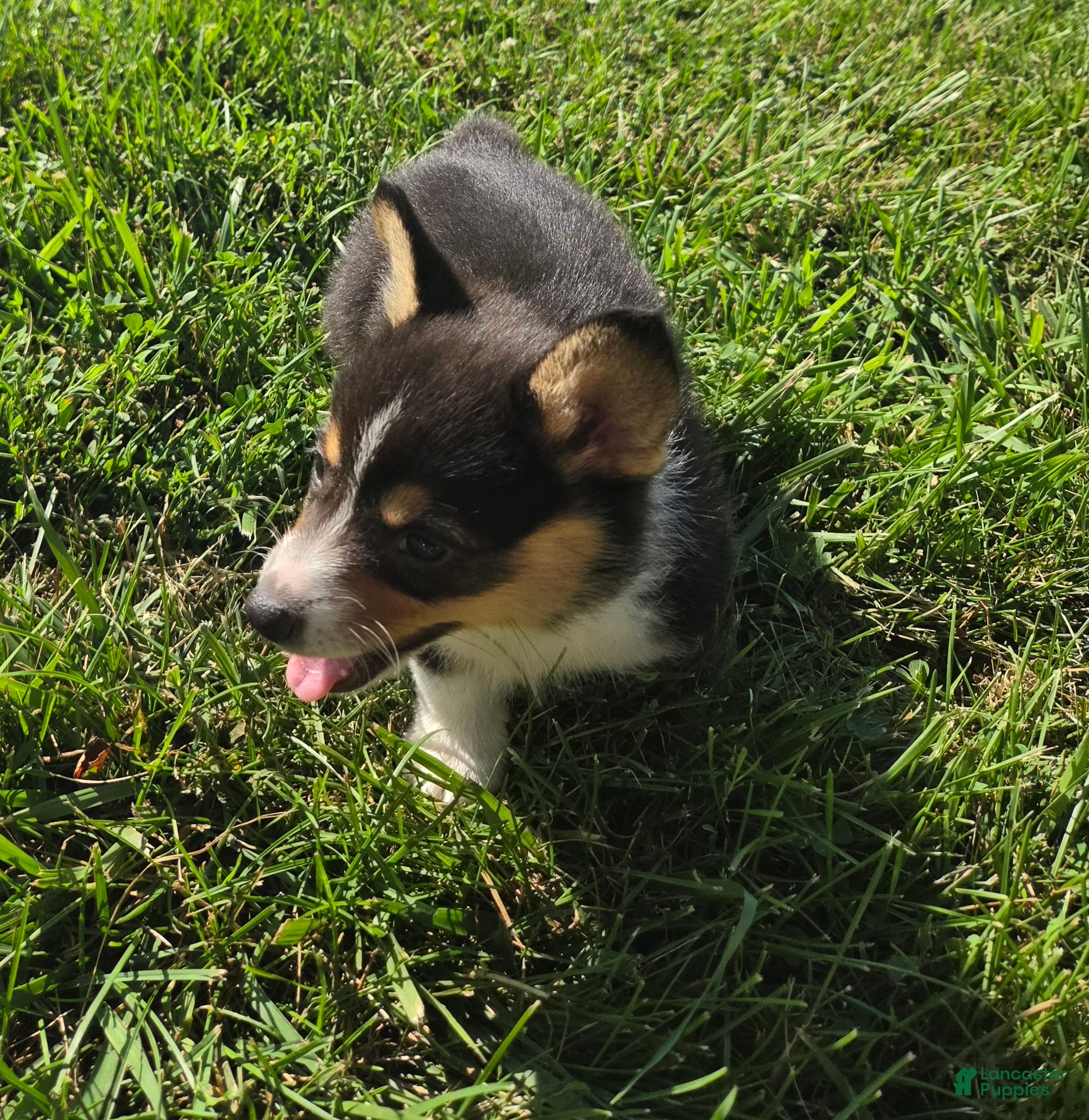 Mixed Breed dogs Lassie - Ad 2