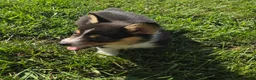 Mixed Breed dogs for sale: Lassie - Ad 2