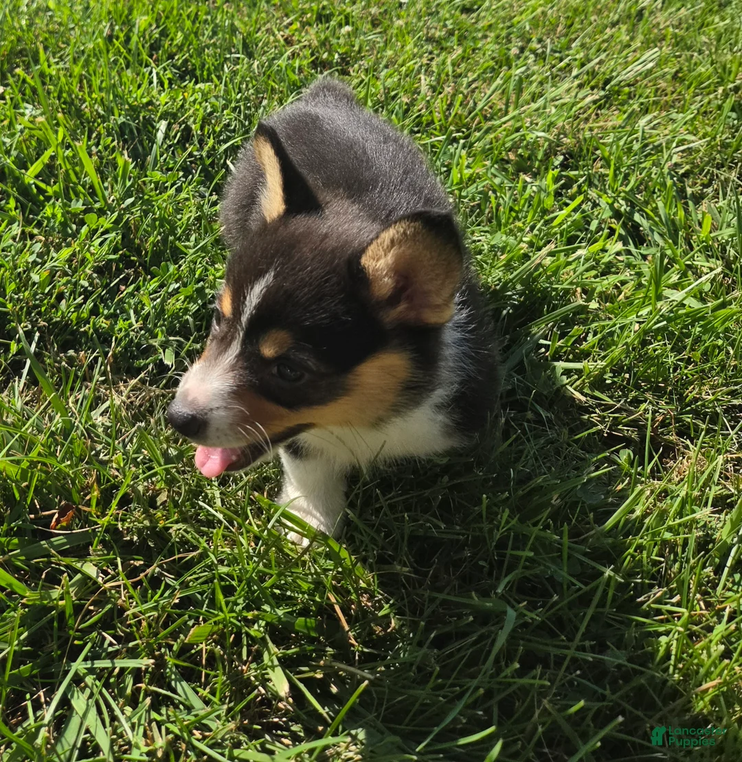 Mixed Breed dogs for sale: Lassie - Ad 2