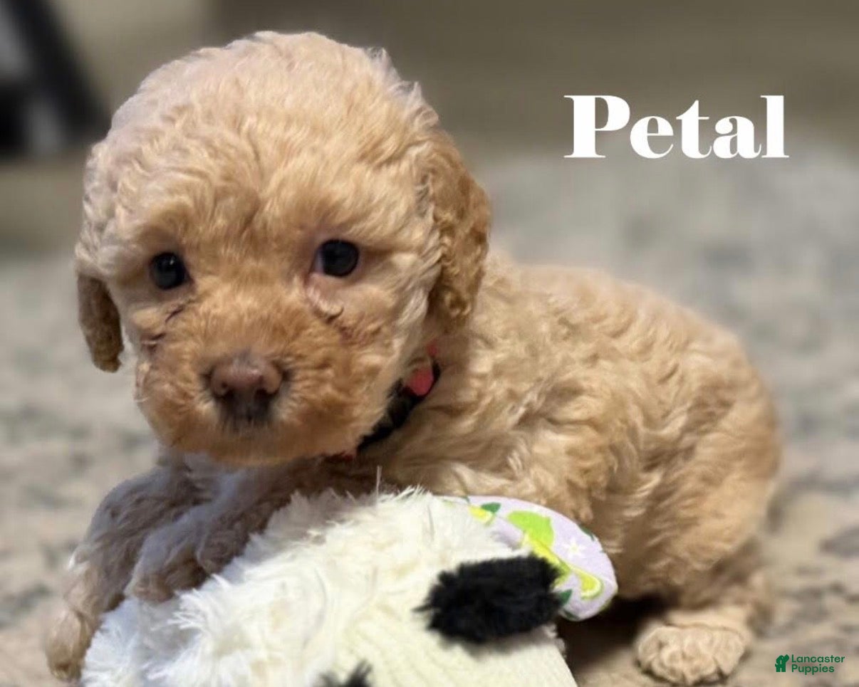 Mini Goldendoodle dogs Petal (unofficial name) - Ad 35