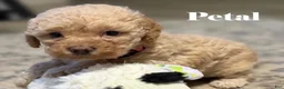 Mini Goldendoodle dogs for sale: Petal (unofficial name) - Ad 1