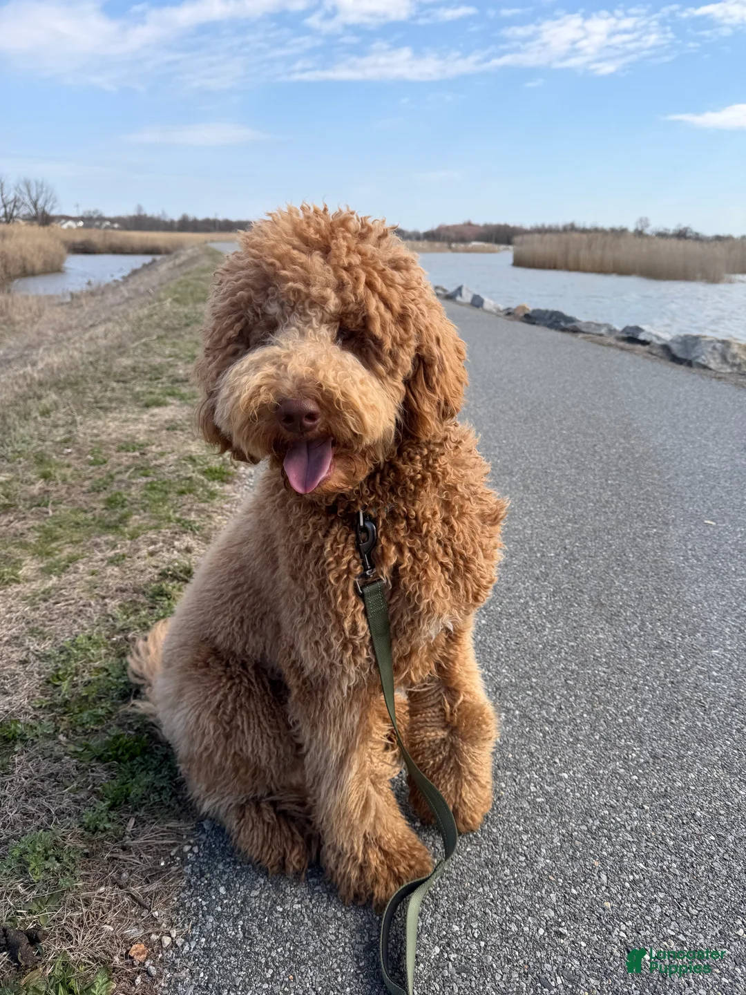 Labradoodle dogs for sale: Labradoodle 1 - Ad 1