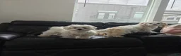 Mixed Breed dogs for sale: TBD - Ad 3