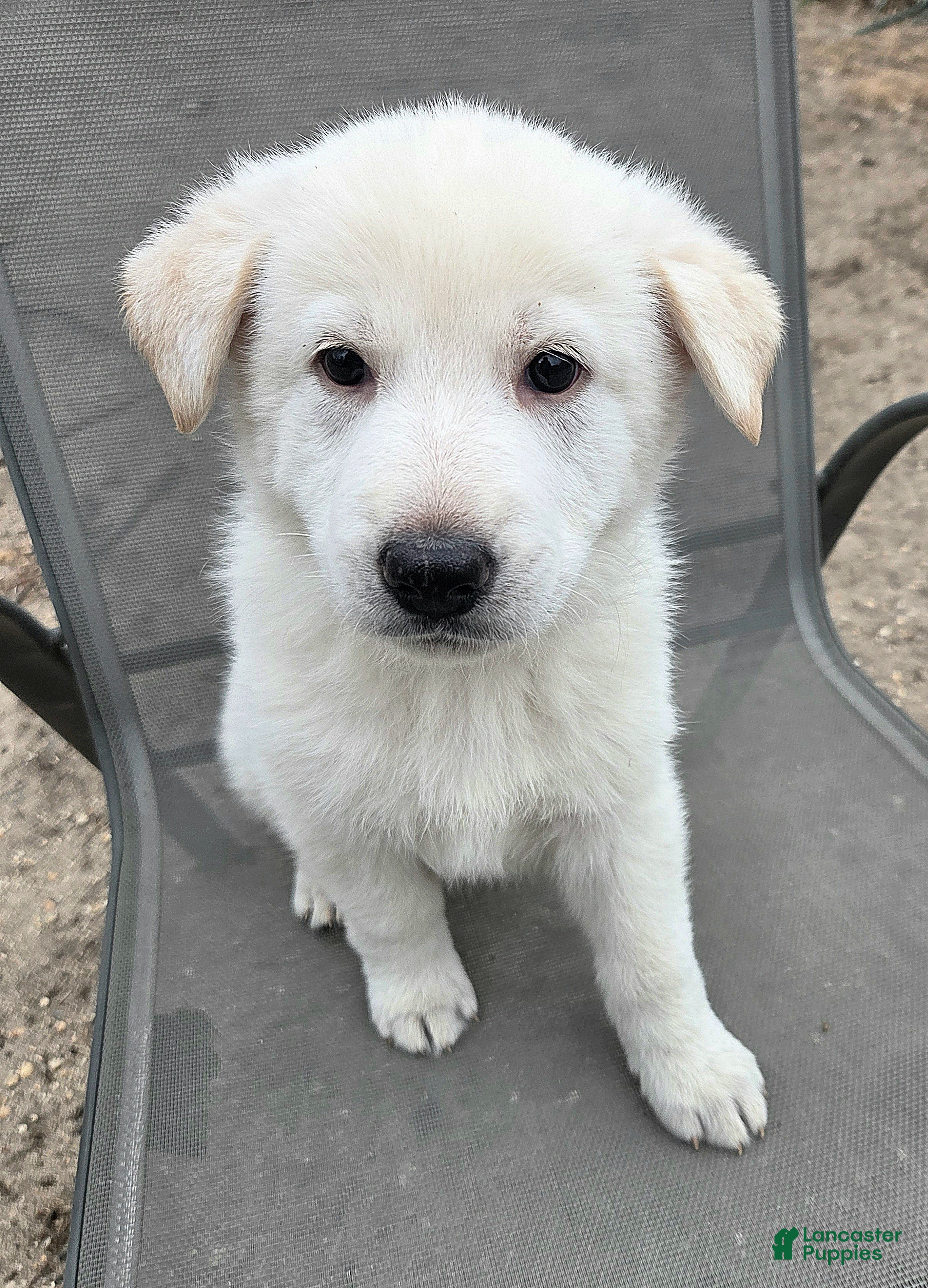 German Shepherd dogs Elsa - Ad 1