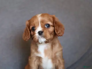 Cavalier King Charles Spaniel dogs Iris - Ad 4