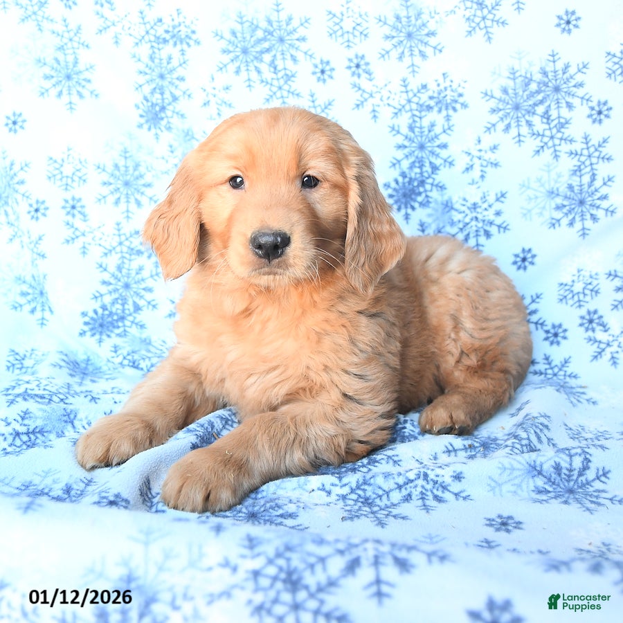 Golden Retriever dogs Pepper - Ad 36