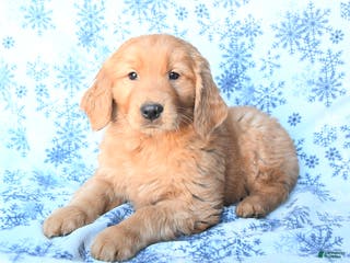 Golden Retriever dogs Pepper - Ad 6