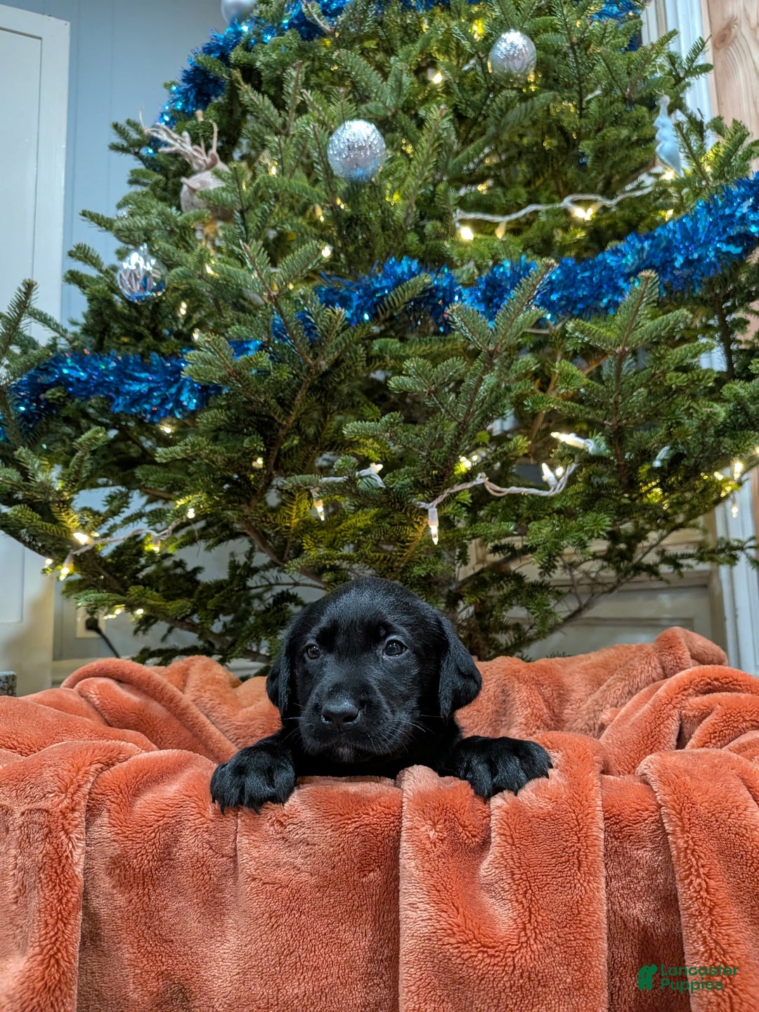 Labrador Retriever dogs for sale: Labrador Retriever Puppy 3 - Ad 1