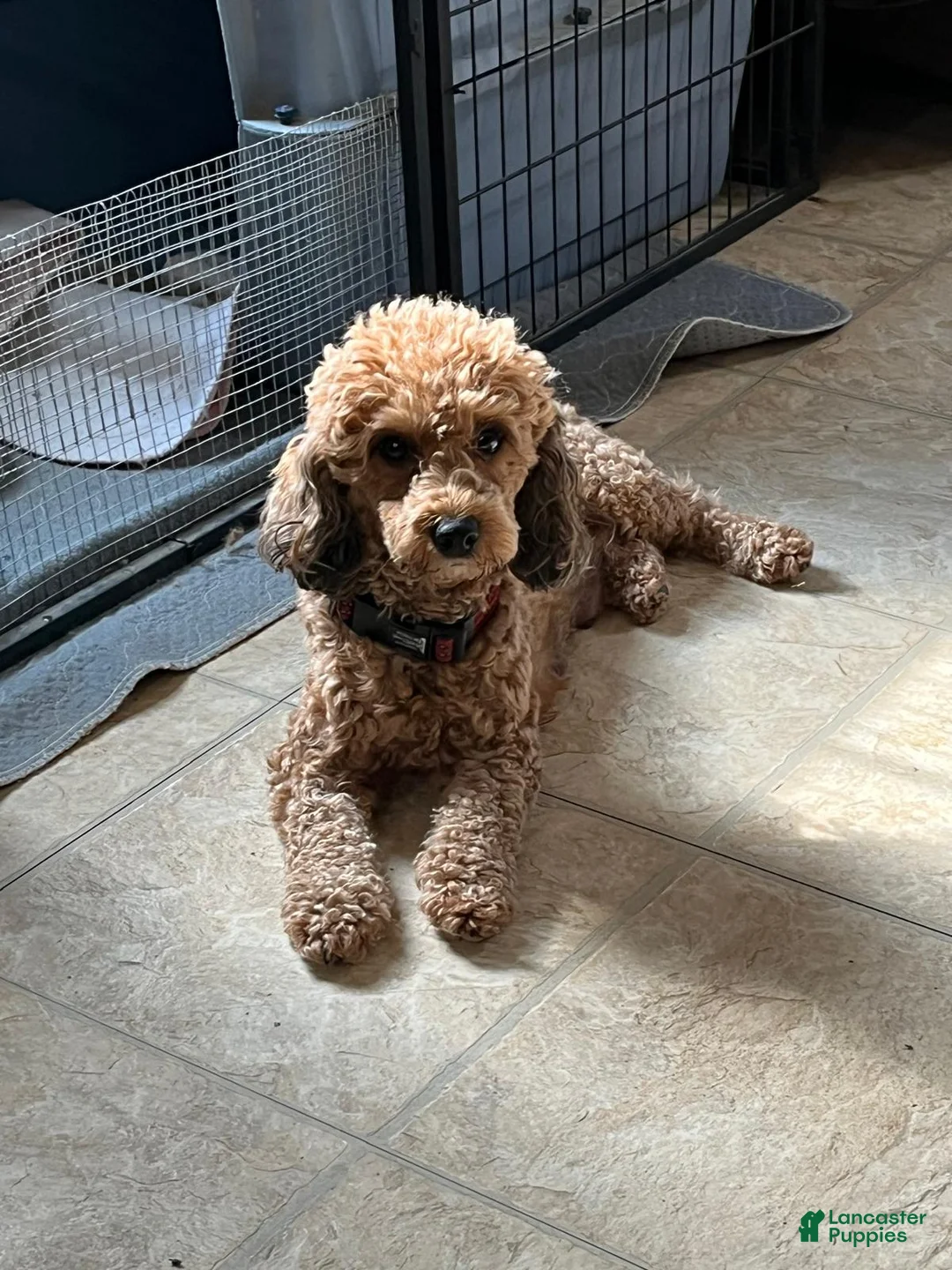 Yorkiepoo dogs for sale: Toughy - Ad 11
