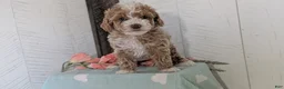 Cockapoo dogs for sale: Tara - Ad 2